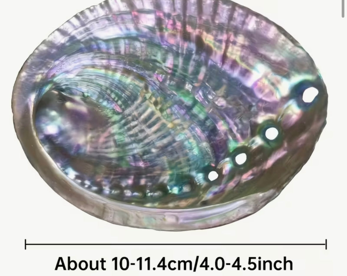 Abalone Shell
