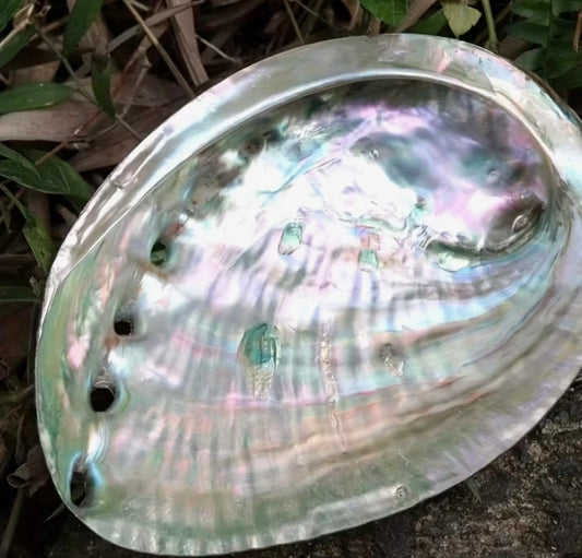 Abalone Shell